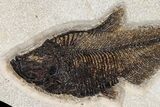 Fossil Fish (Diplomystus) - Wyoming #163424-1